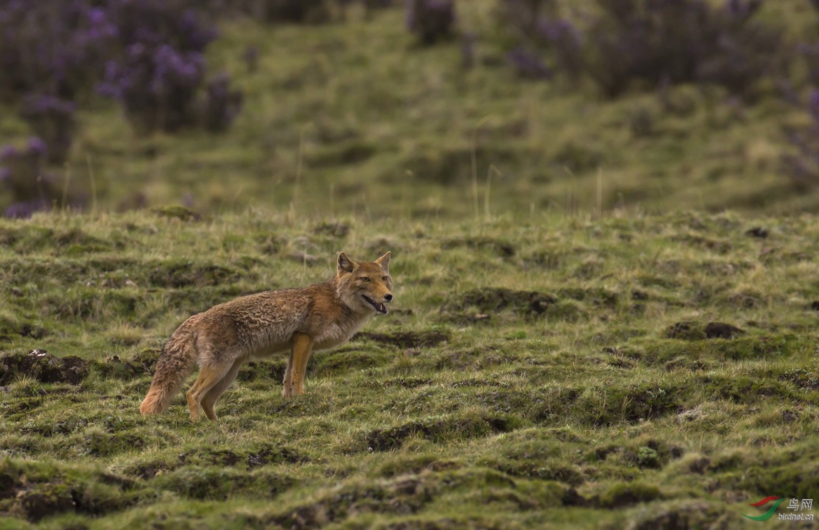 张牙舞爪的野狼