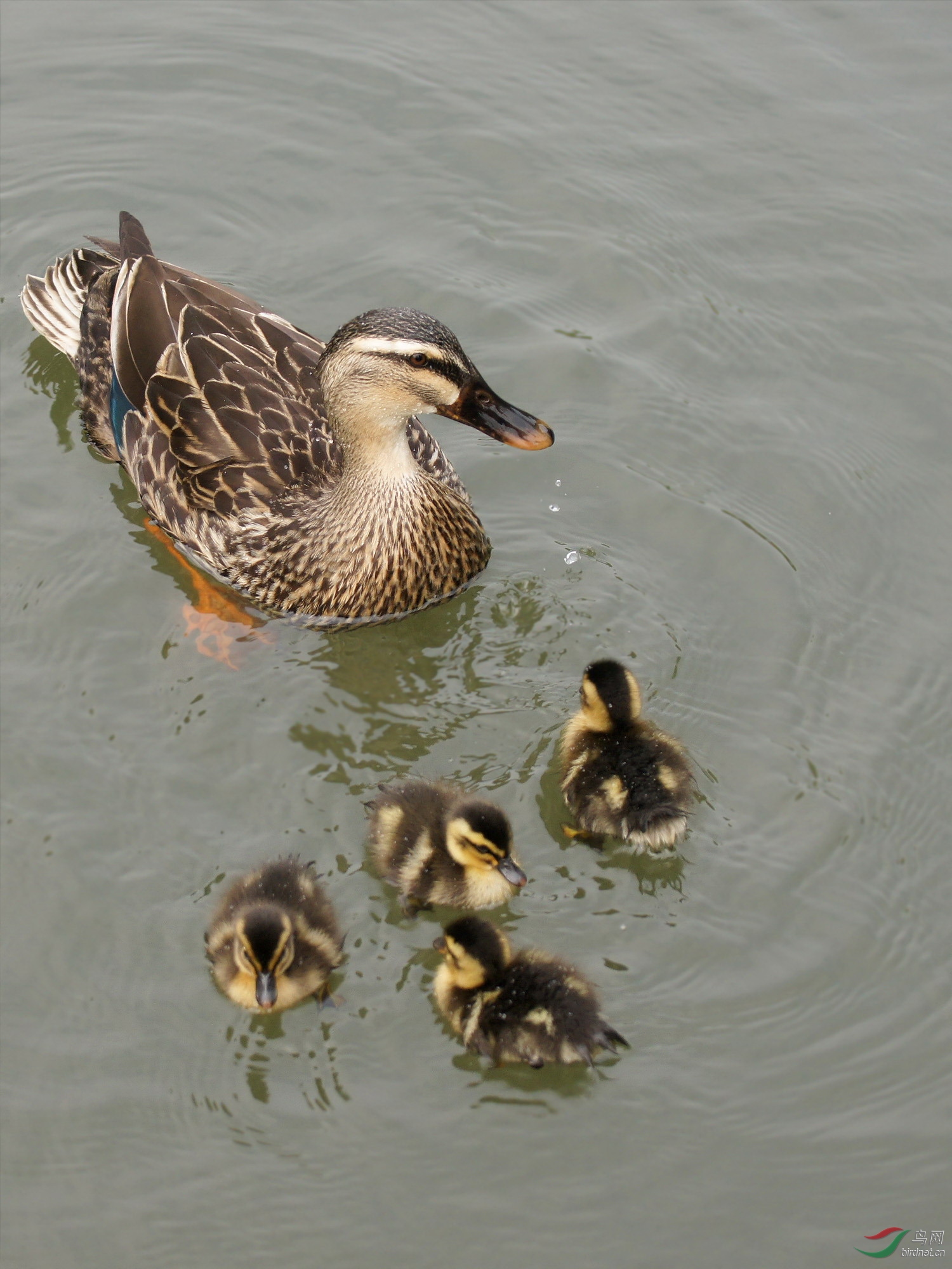 野鸭妈妈和它的宝宝