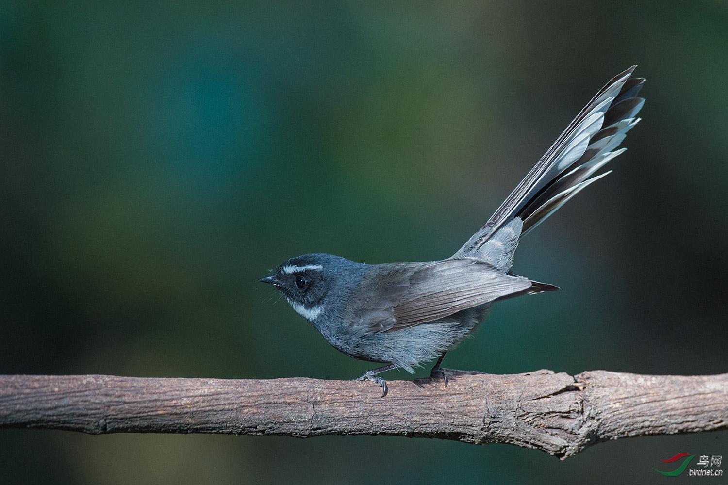 白喉扇尾鶲