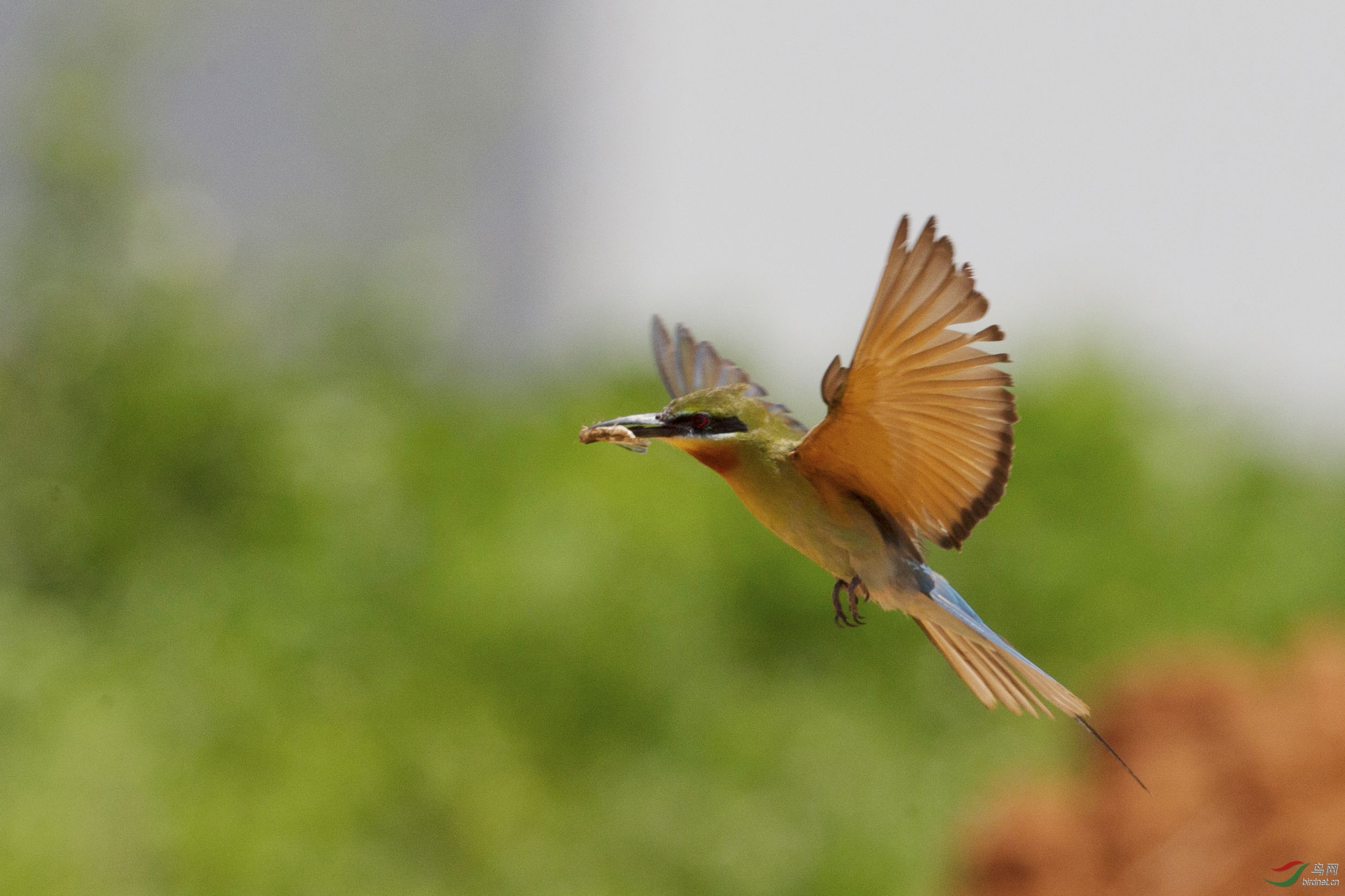 蓝栗喉动静各一
