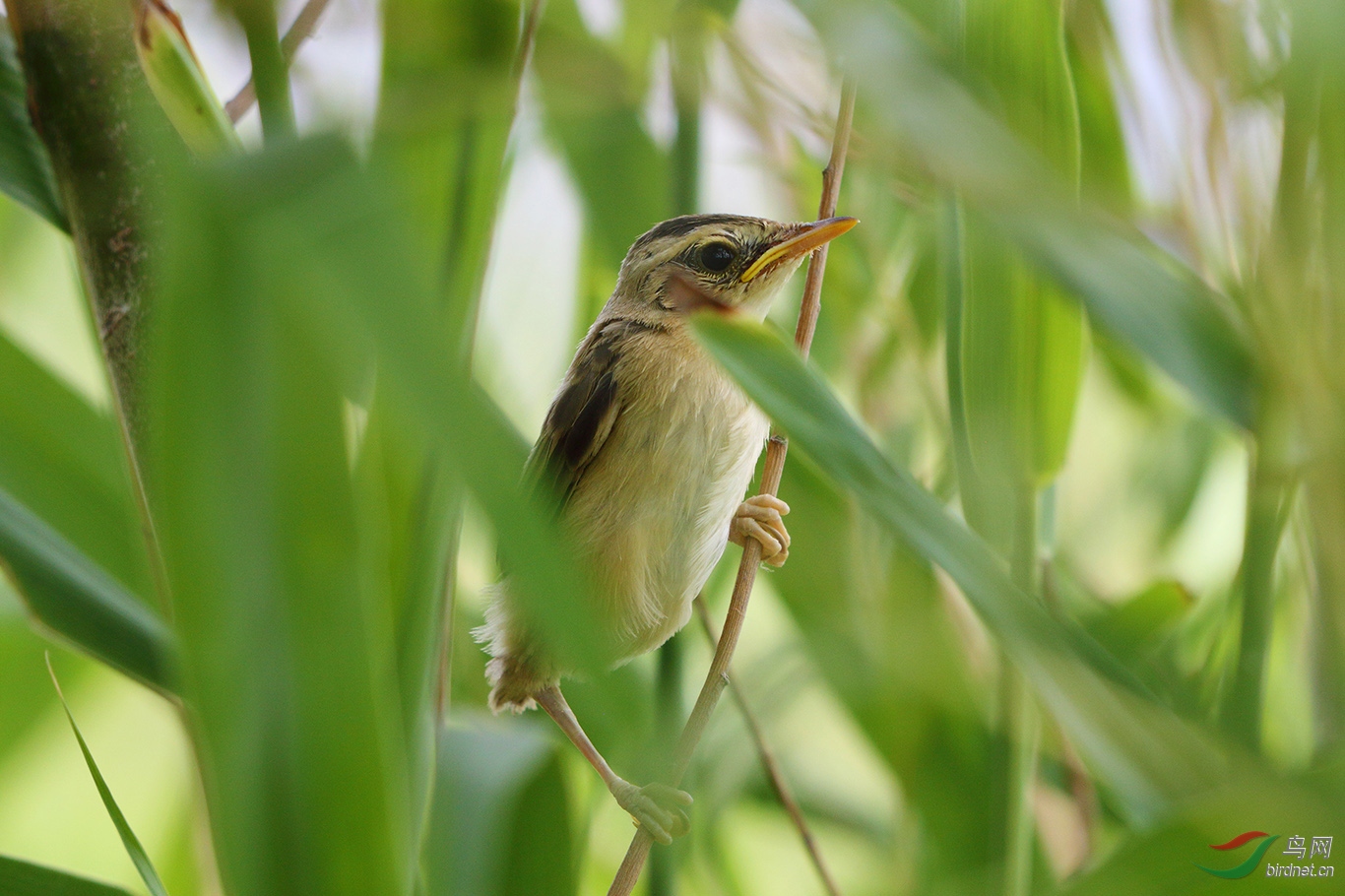 苇莺雏鸟