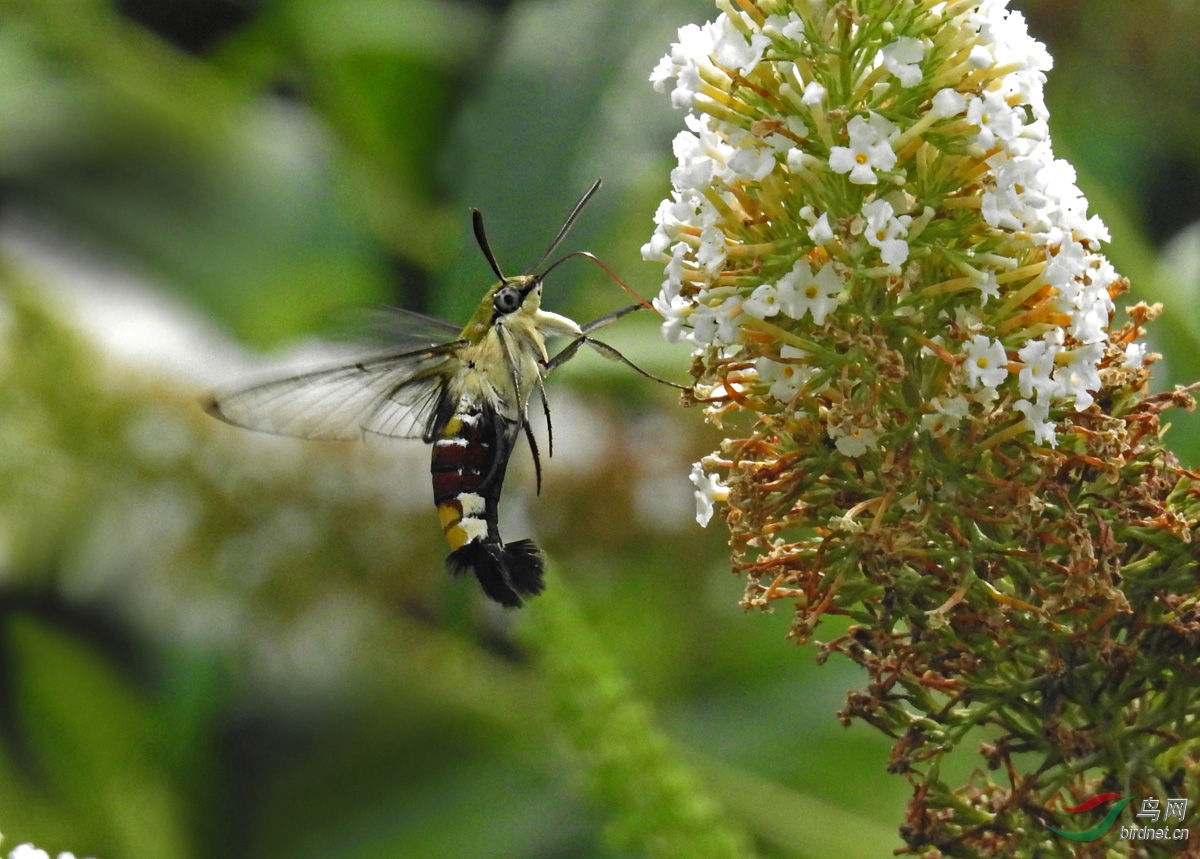 17 ����.jpg