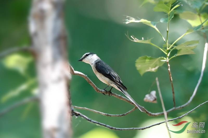 小灰山椒鳥