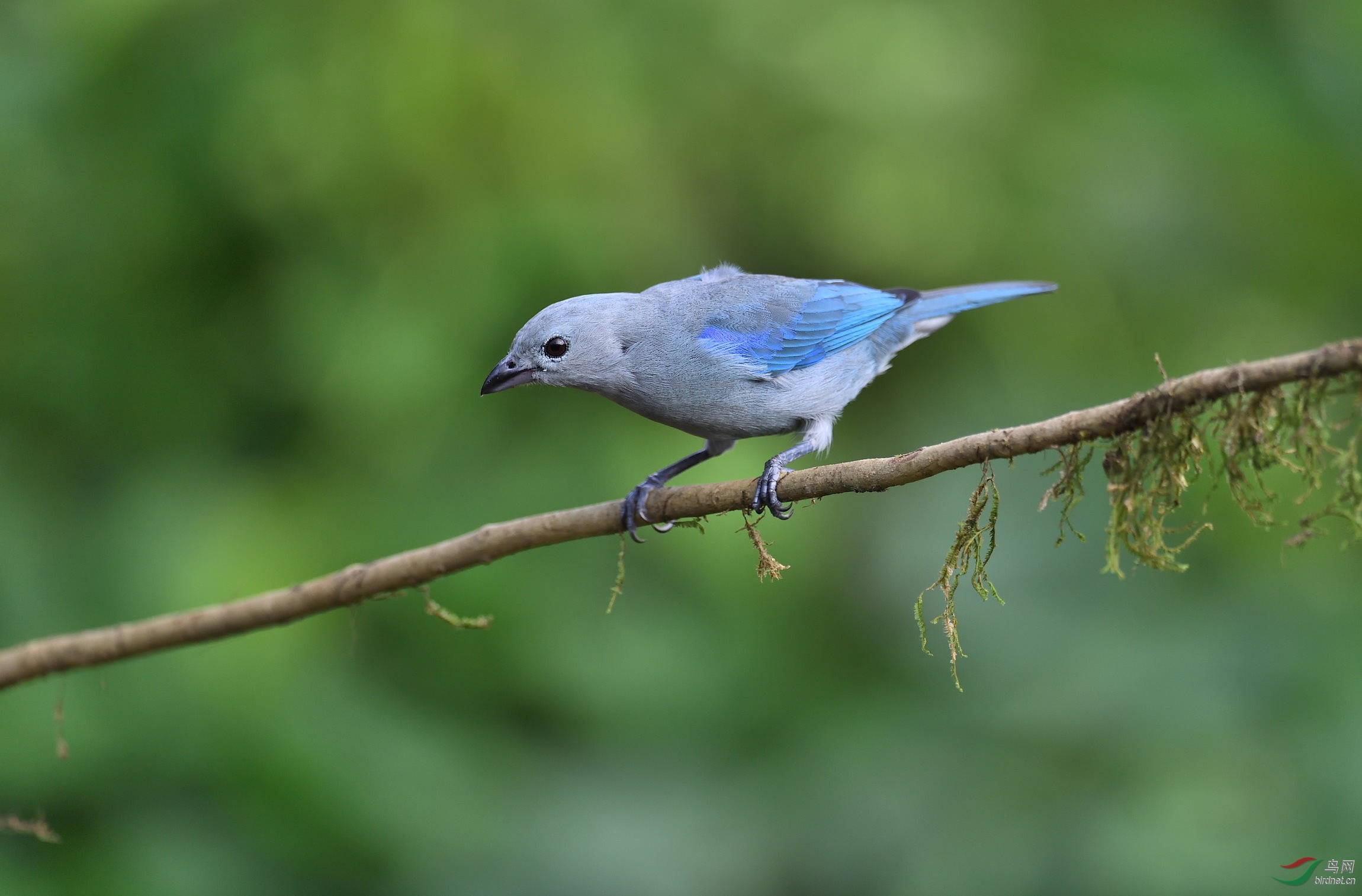 蓝灰色长尾巴的鸟图片