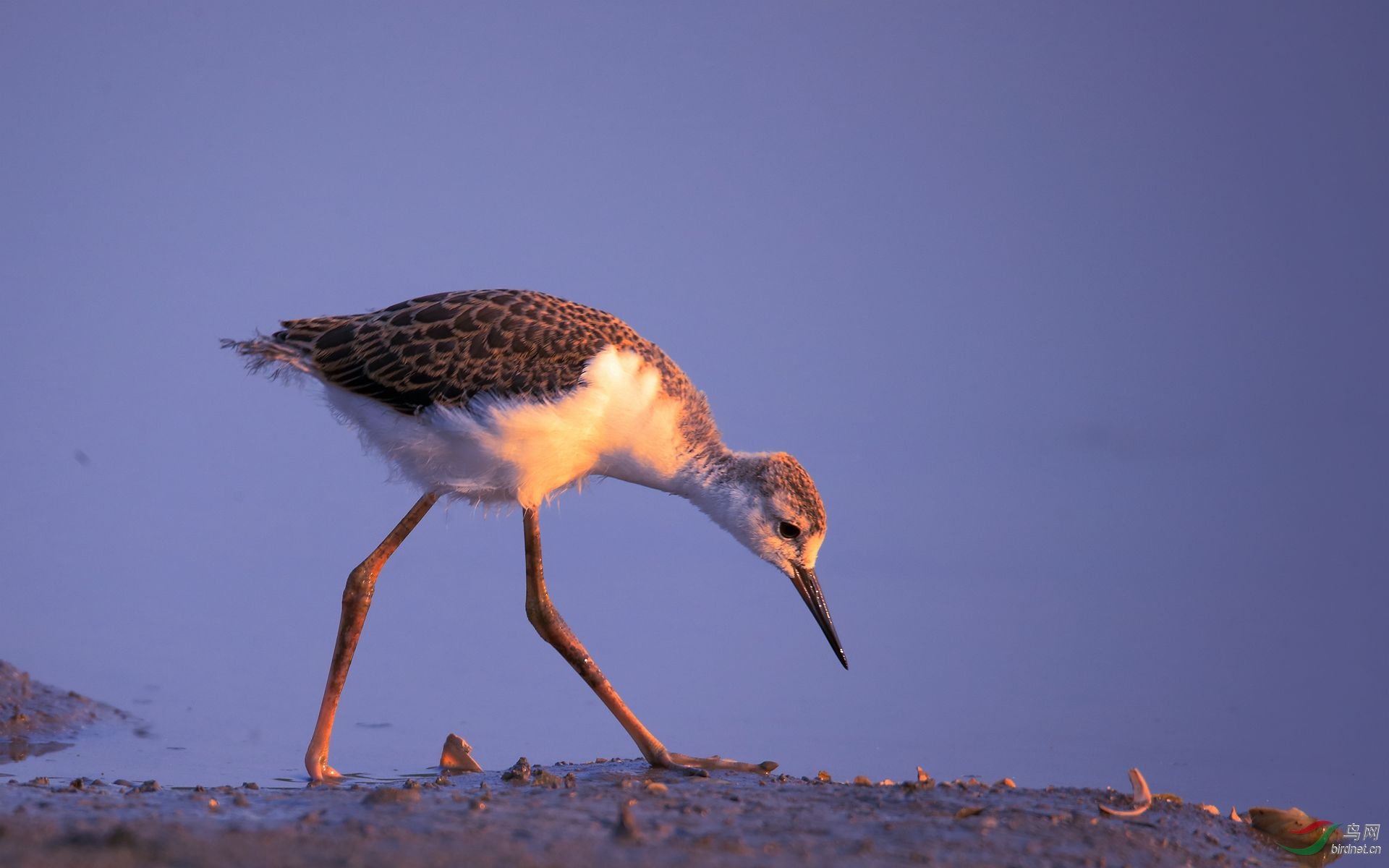 黑翅长腿鹬亚成鸟