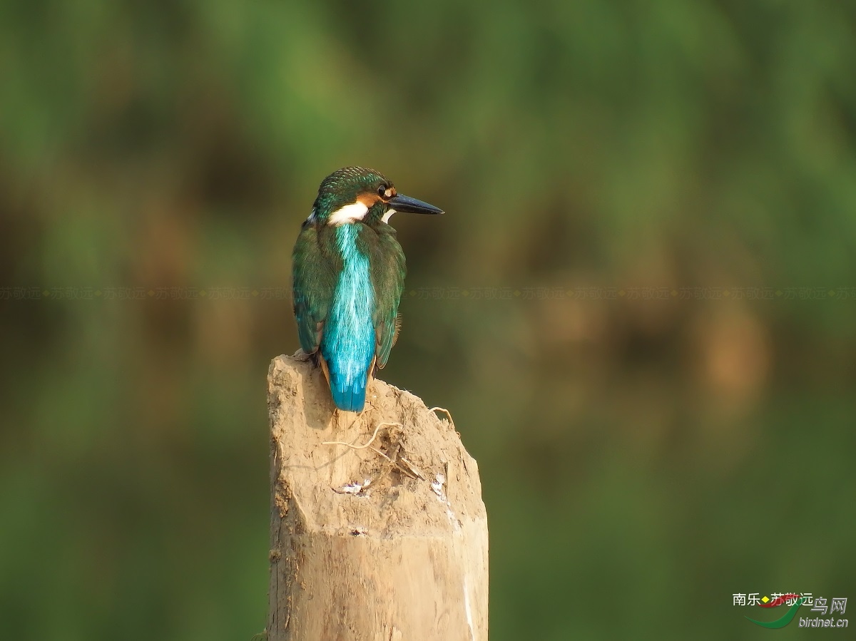 DSCF2207СС.jpg