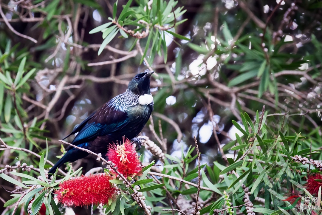 新西兰图伊鸟