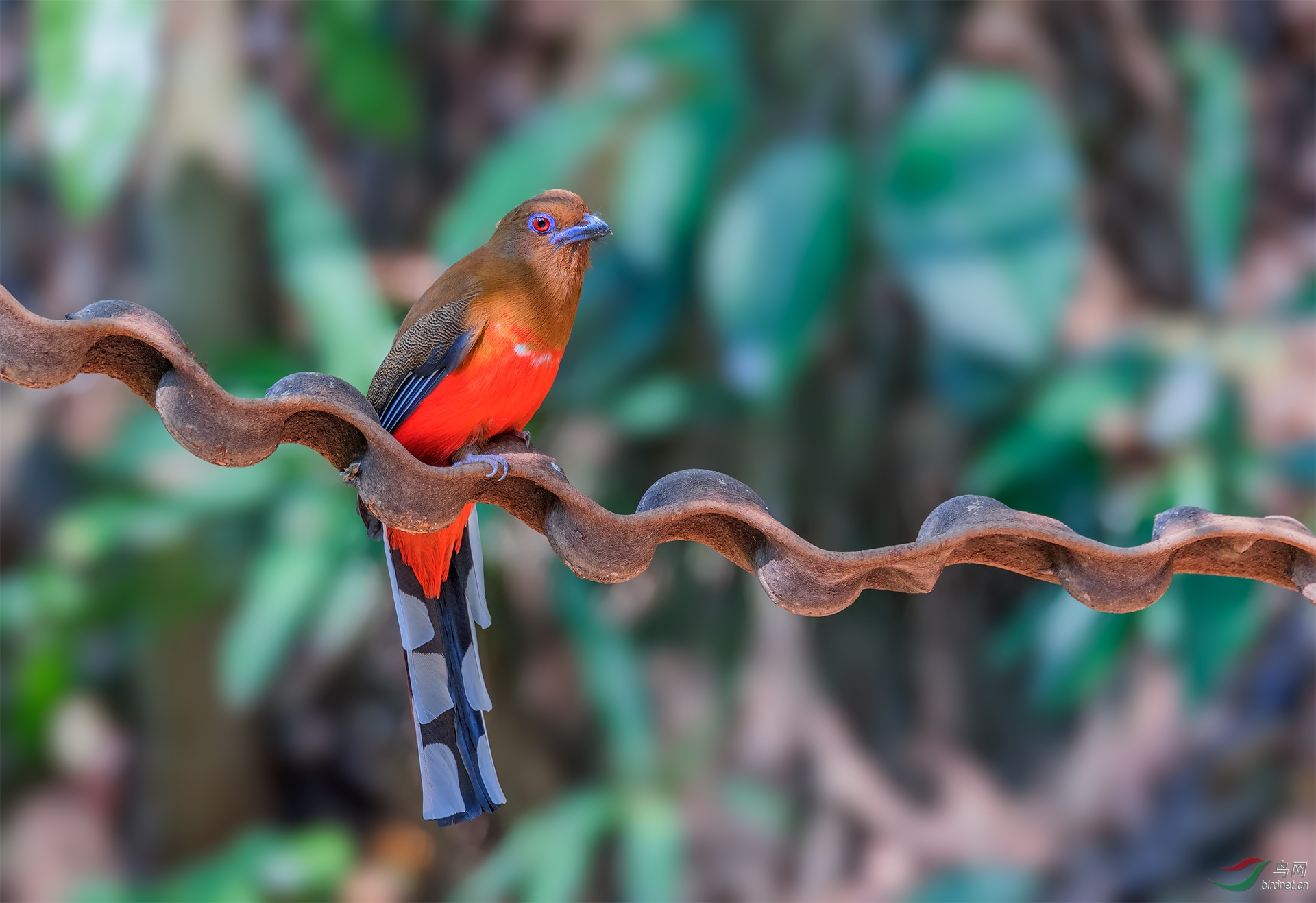 红头咬鹃【雌】