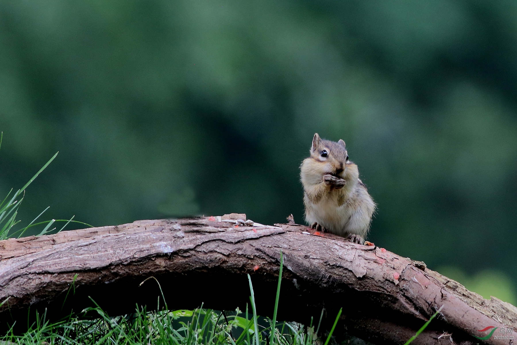 一组花栗鼠小片