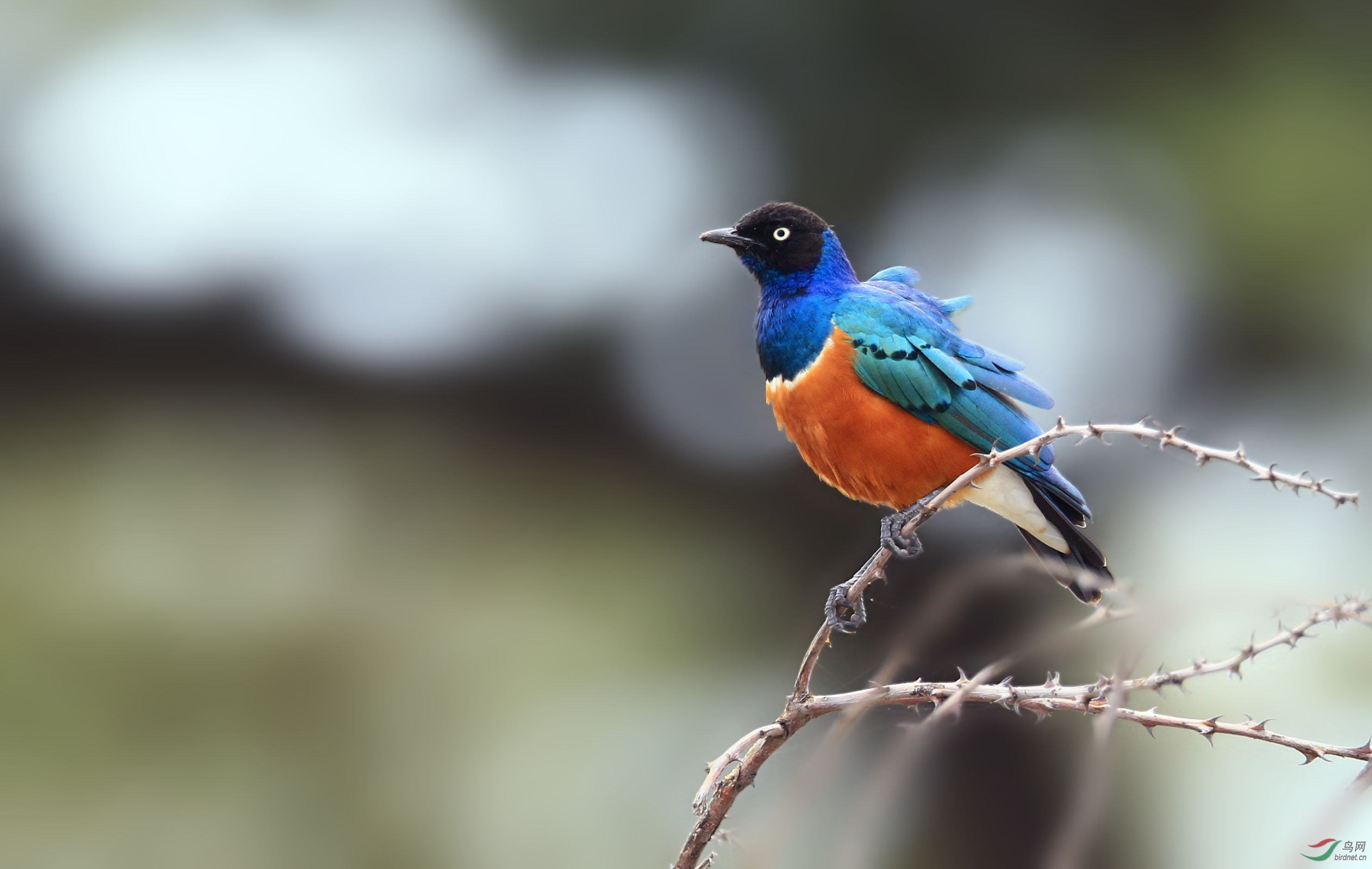 风中摇曳的丽椋鸟