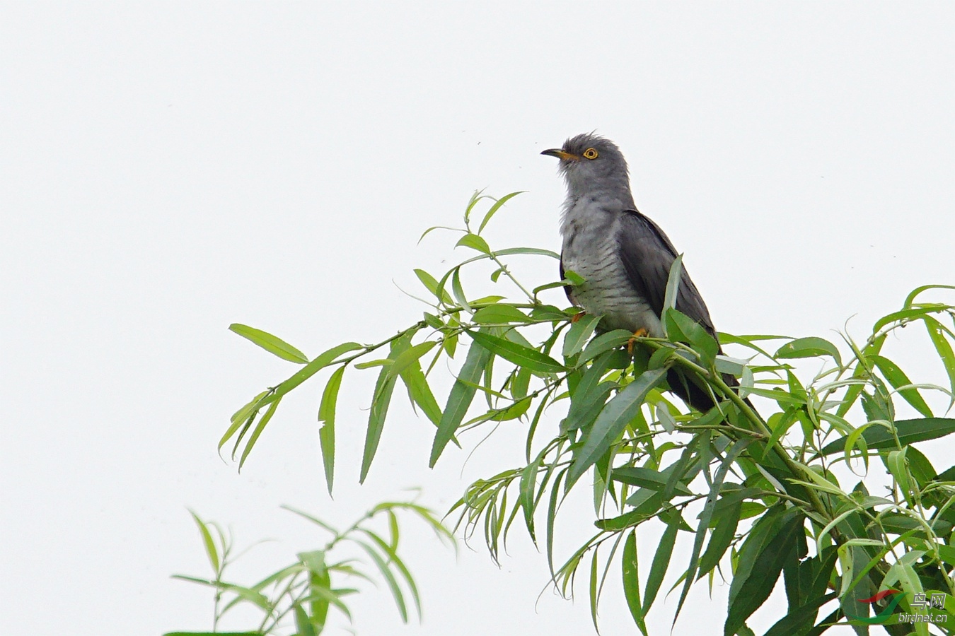 柳枝上的杜鹃鸟