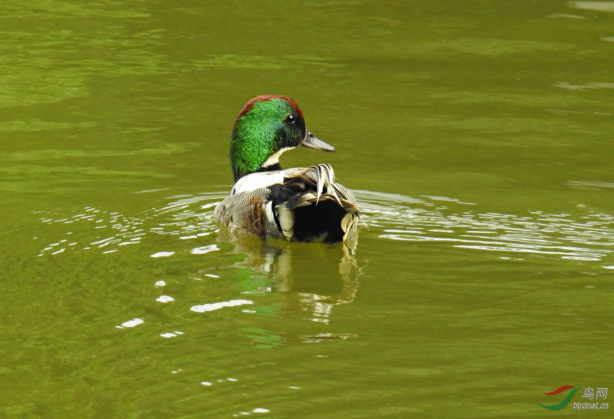 DSCN2639 ����.jpg