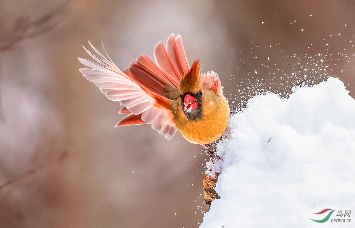 [综合] (主红雀) 嬉雪>----北美红雀(获得首页精华)