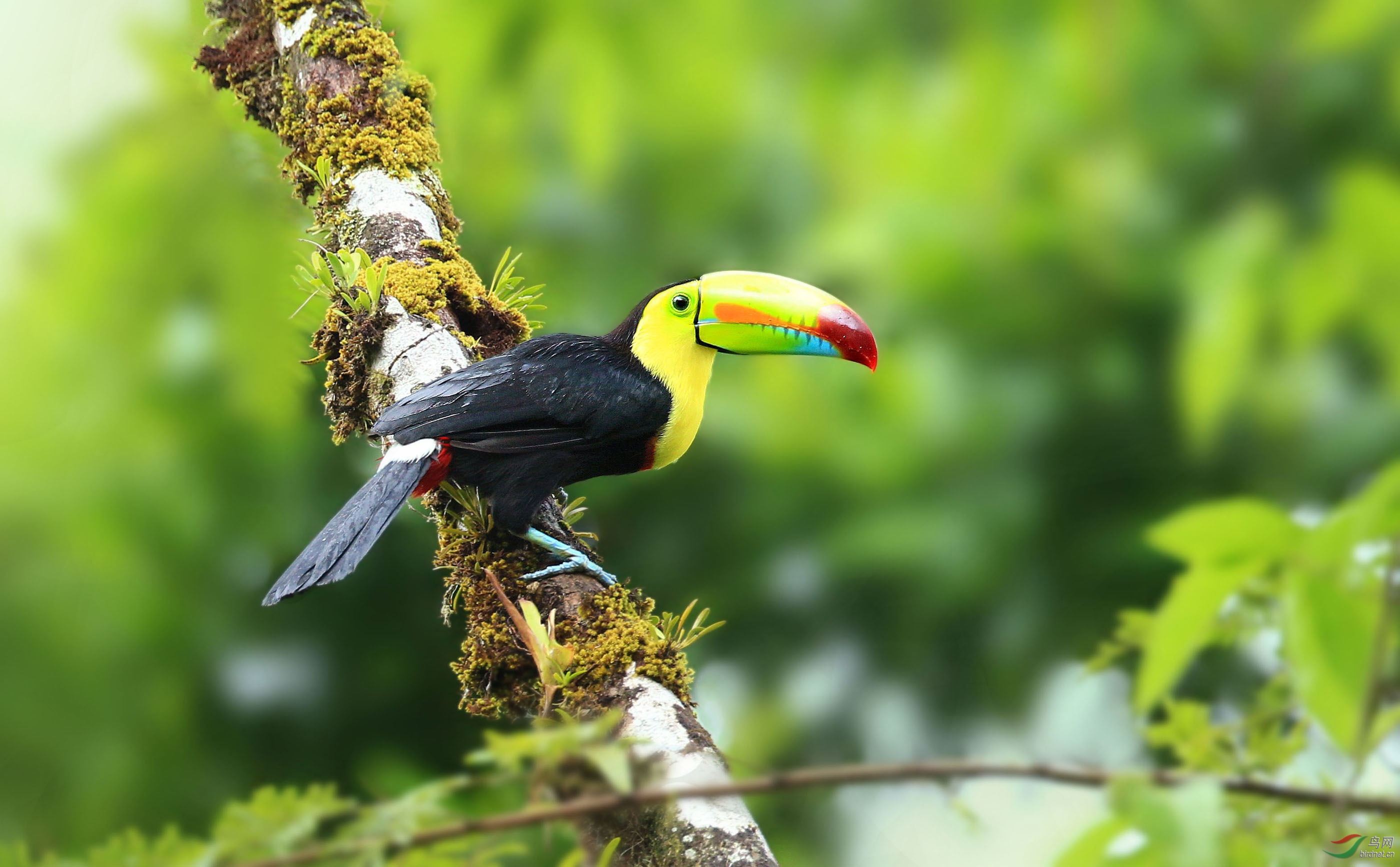厚嘴巨嘴鸟厚嘴巨嘴鸟荣获首页精华