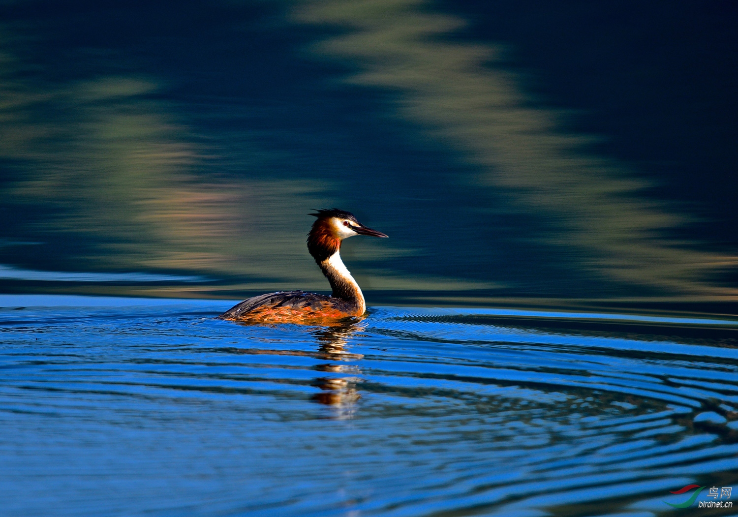 凤头pitied的姿态