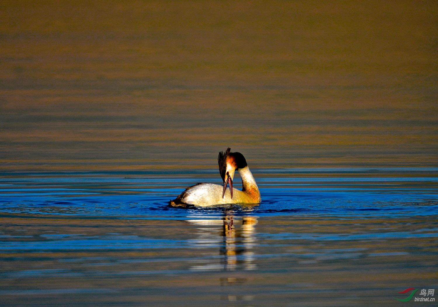 凤头pitied的姿态