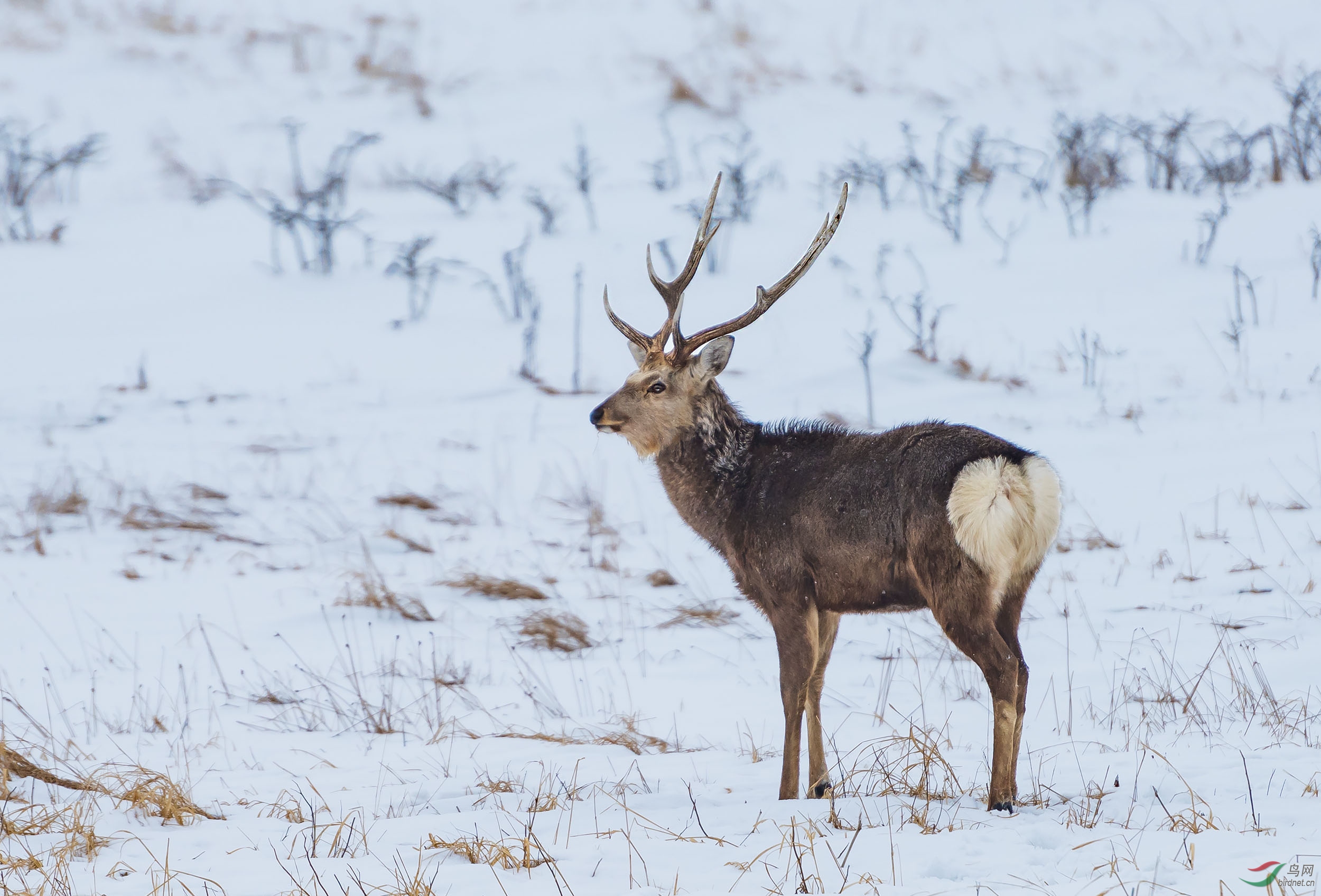 虾夷鹿获首页精华图片
