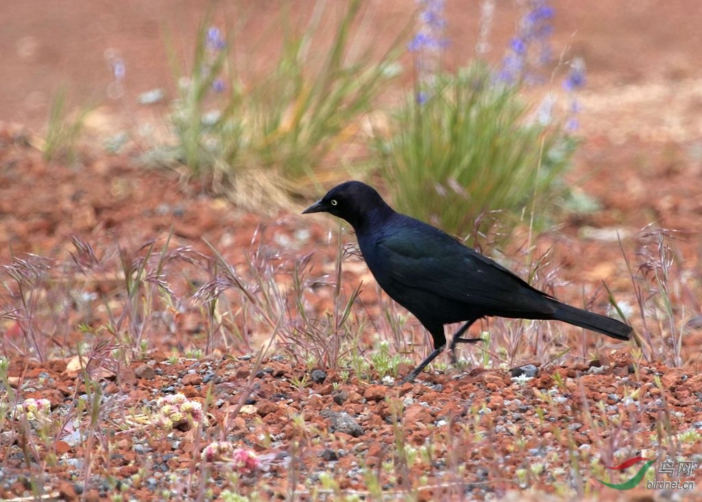 黑头蓝身长尾的鸟图片图片