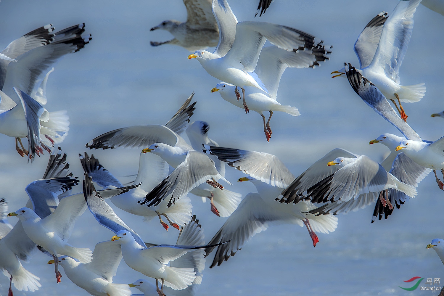 起飞的群鸥