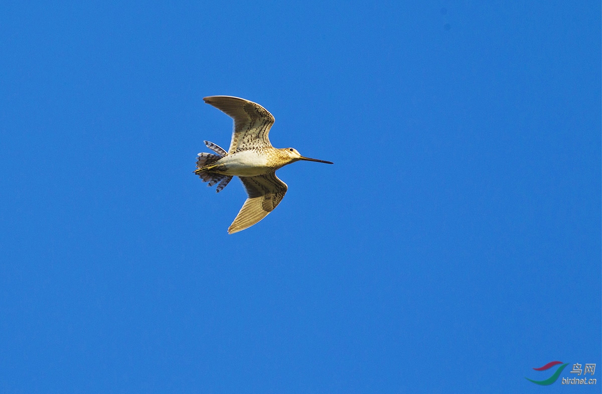 扇尾沙锥在空中飞过