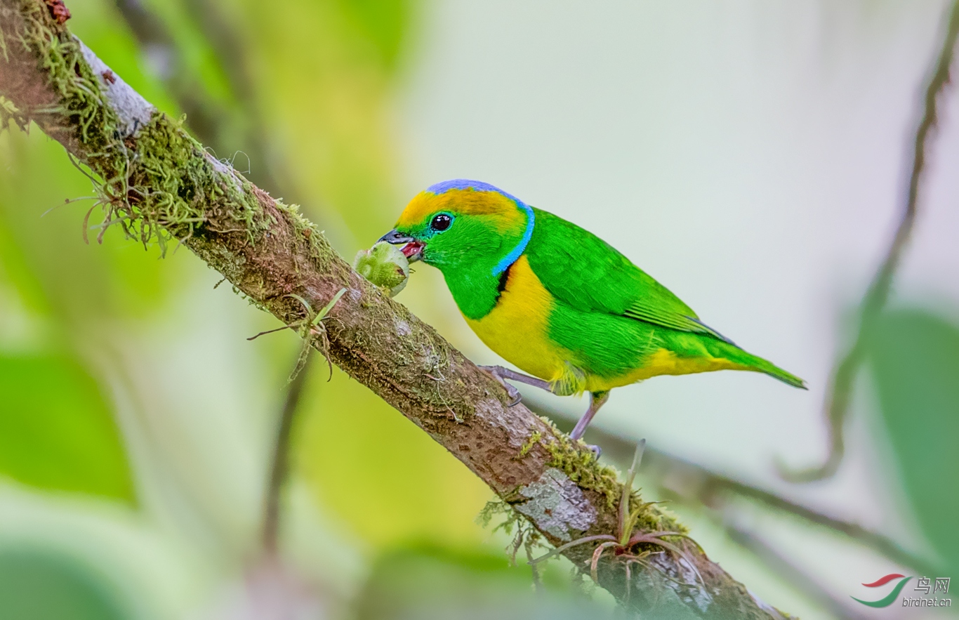 (金眉绿雀)金眉绿雀【3】