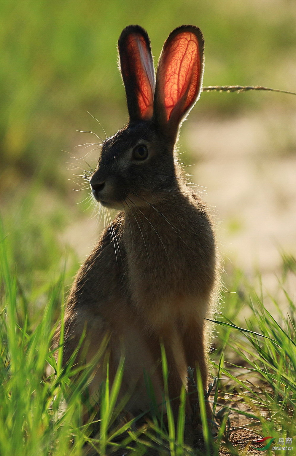 迎面遇上蒙古兔——逆光也得拍下来