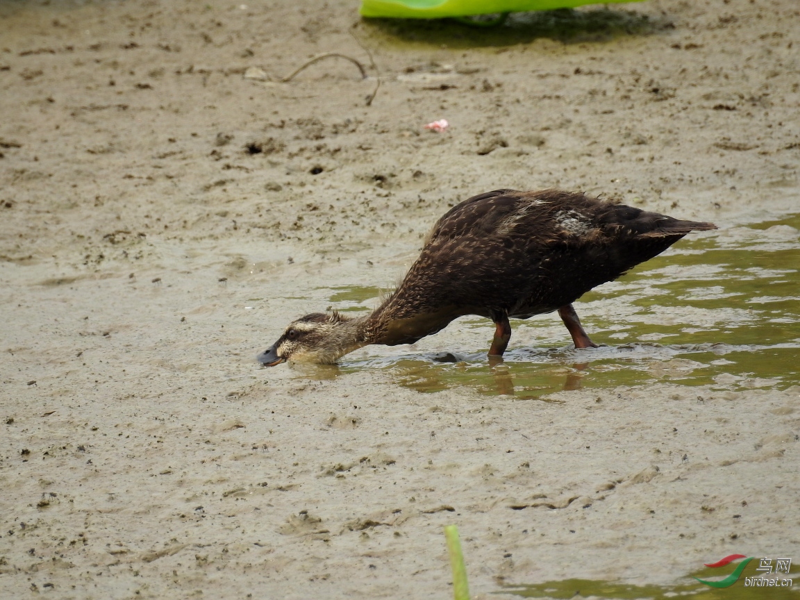 DSCN7137.JPG