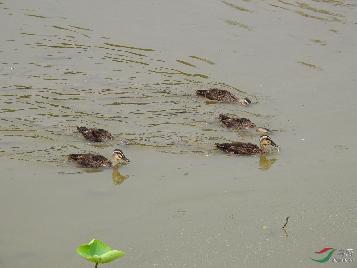 DSCN7158.JPG