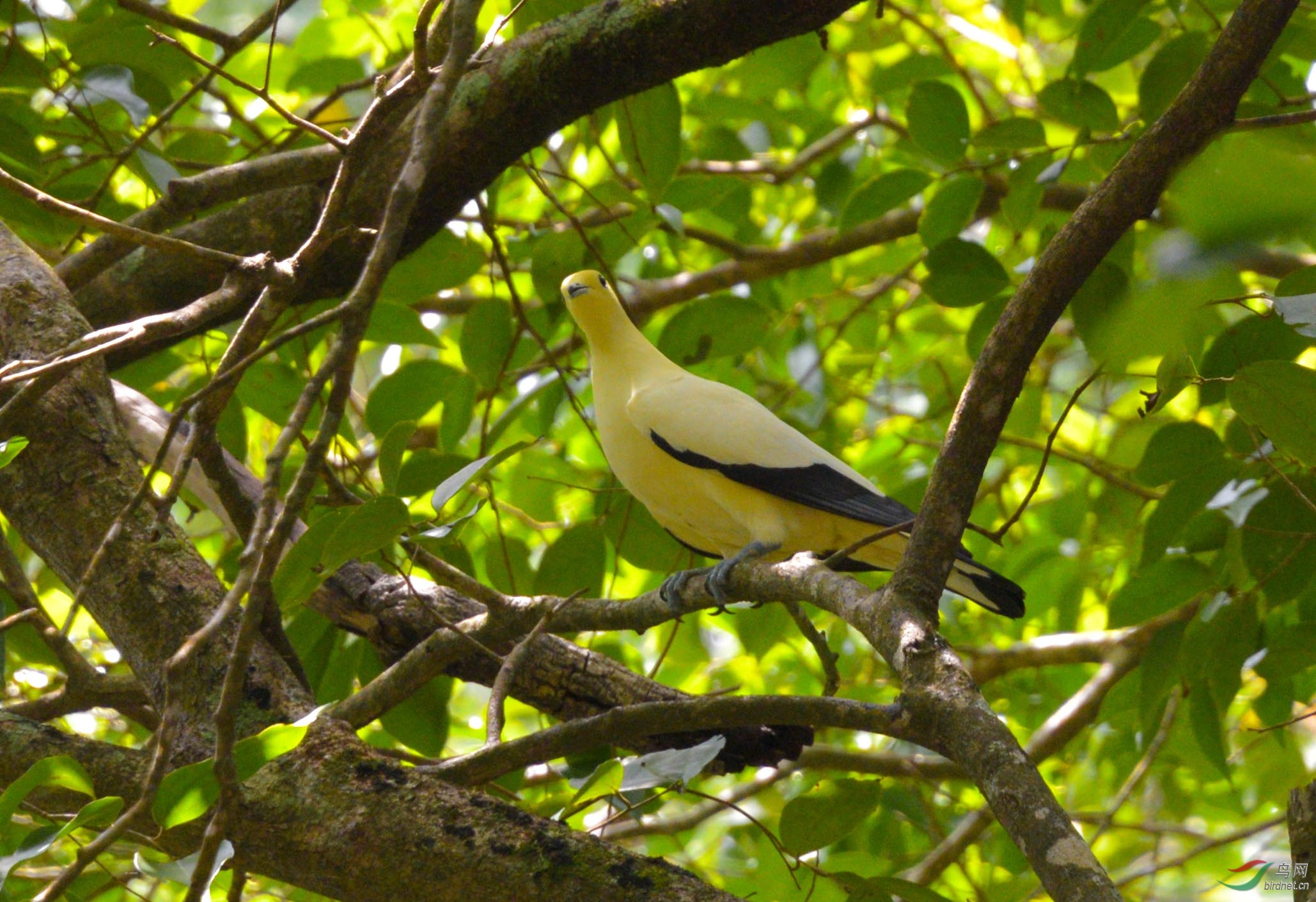一只光滑的大黄鸟
