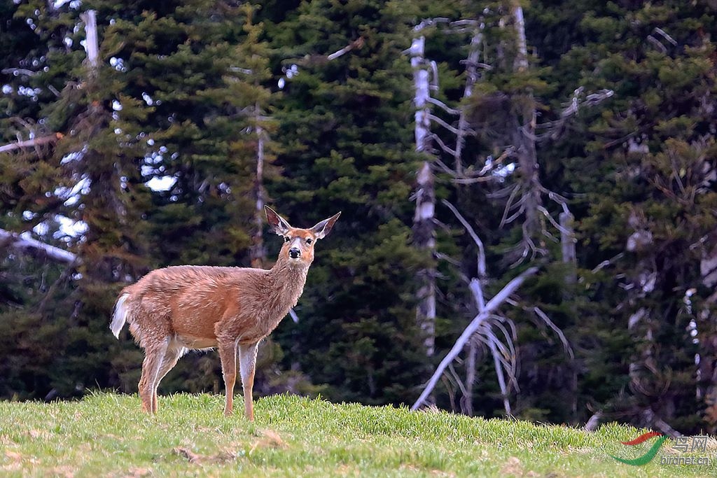 黑尾鹿--祝贺首页精华!