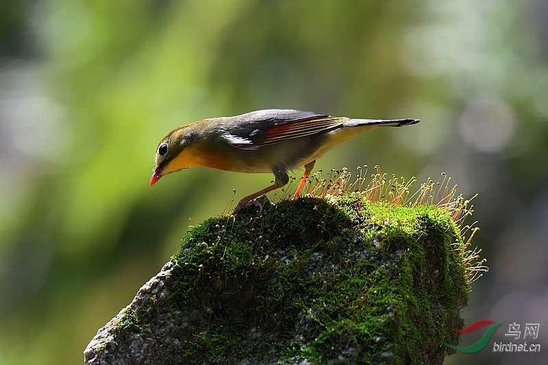 南岳梵音谷小精灵,红嘴想思鸟,绣眼,麻雀,红喉姬鹟,灰眶雀鹛