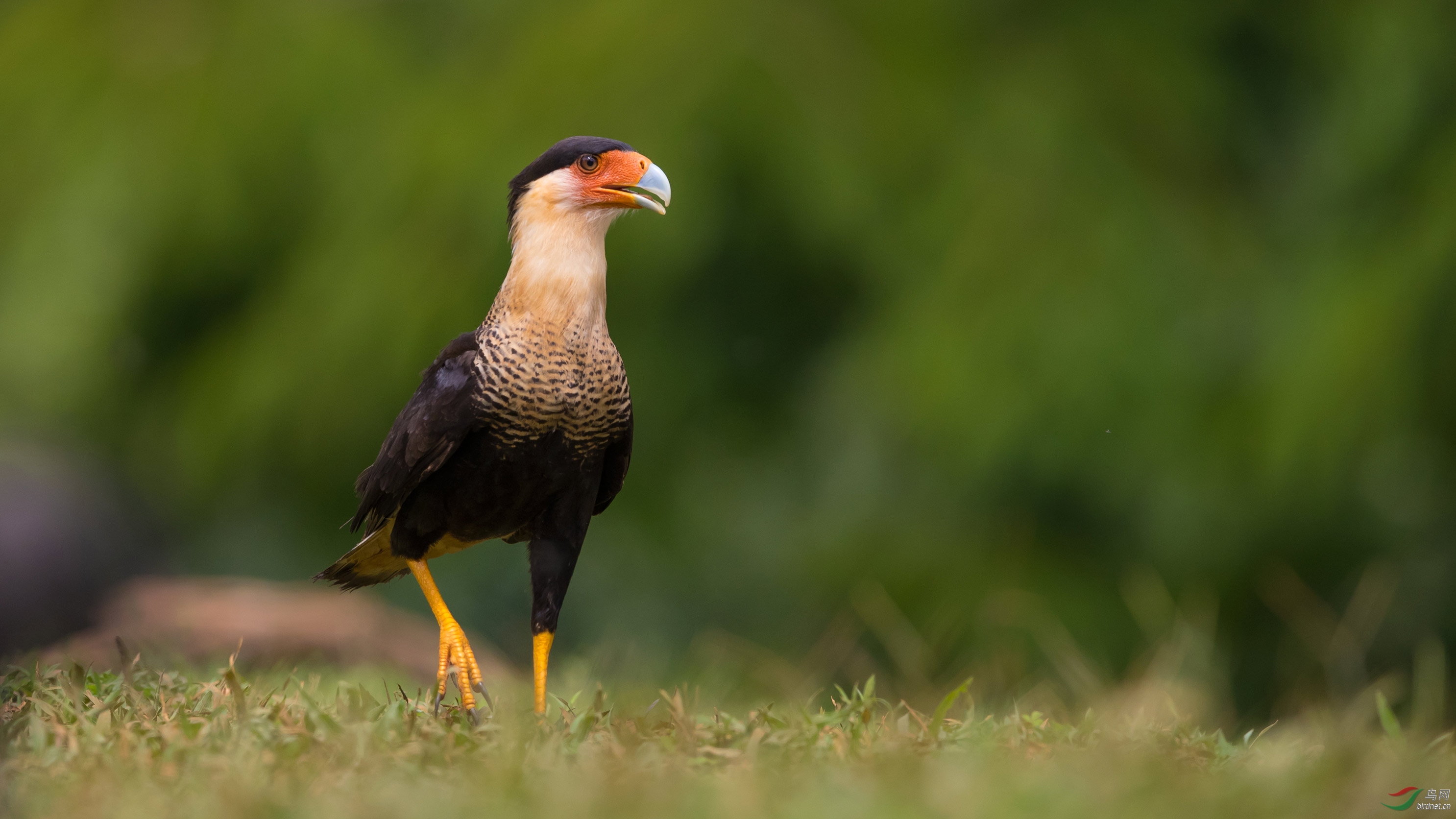 凤头巨隼凤头巨隼贺获每日精华