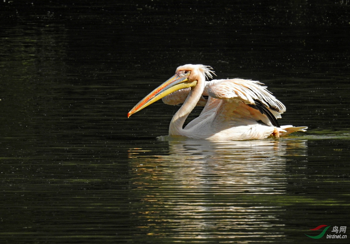 DSCN3095 ����.jpg