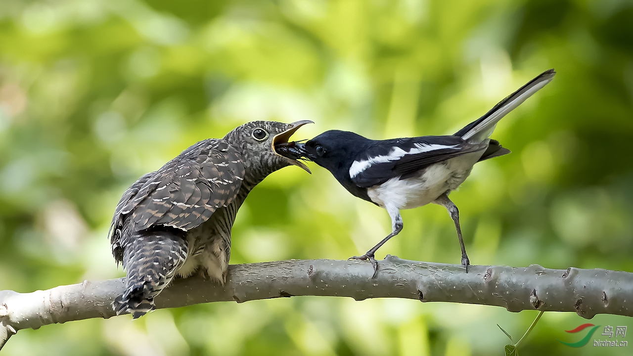 鹊鸲哺育杜鹃