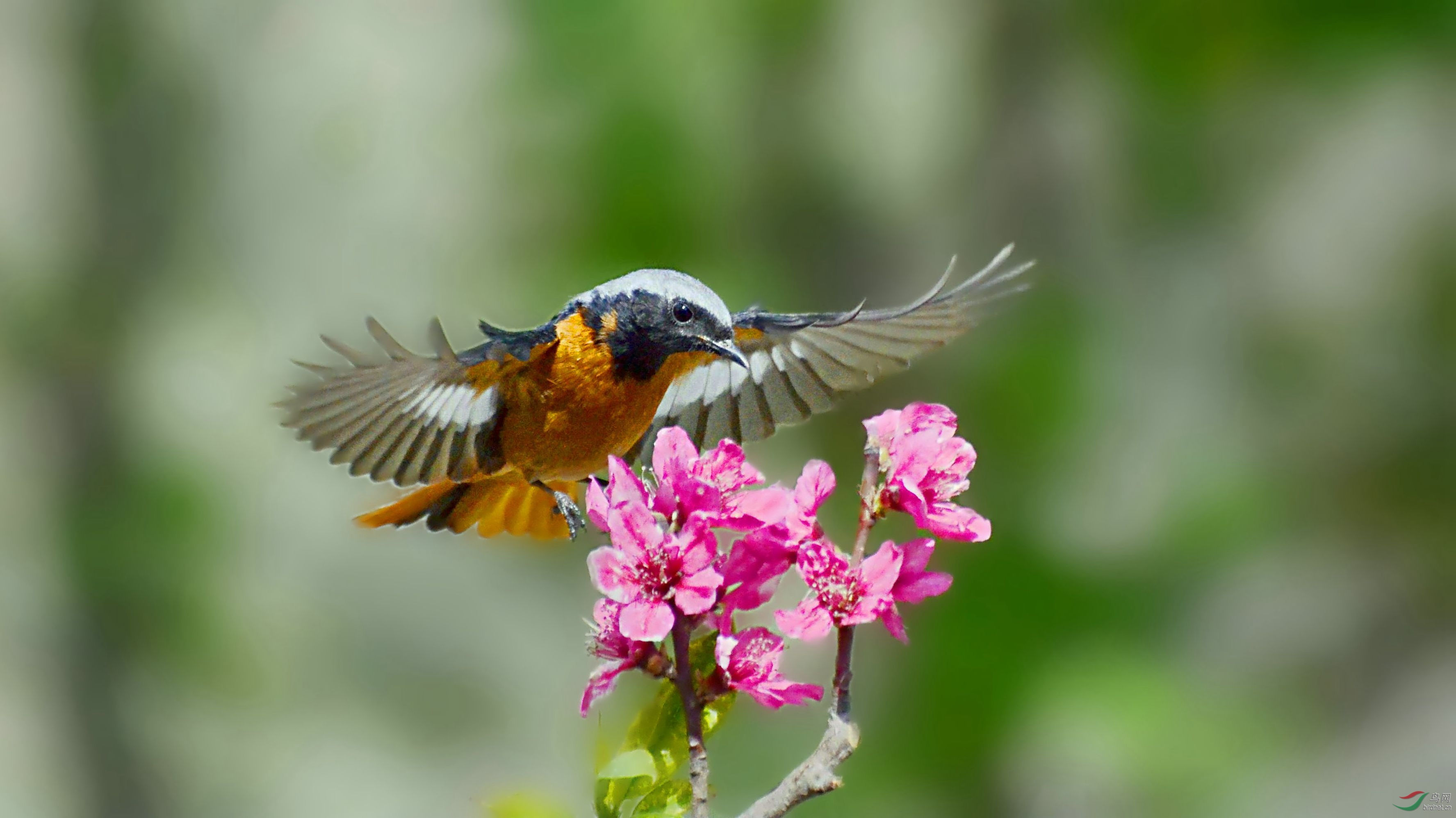 北红尾鸲 花鸟图