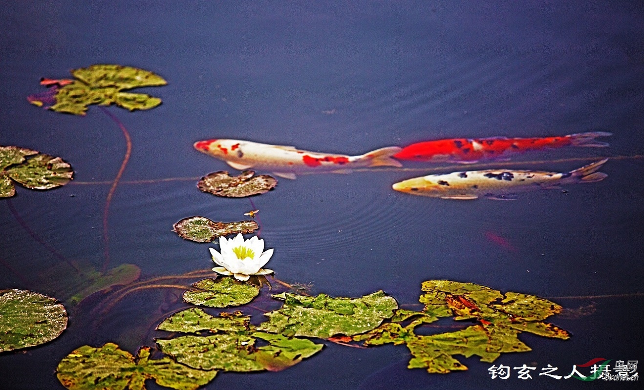 锦鲤戏莲