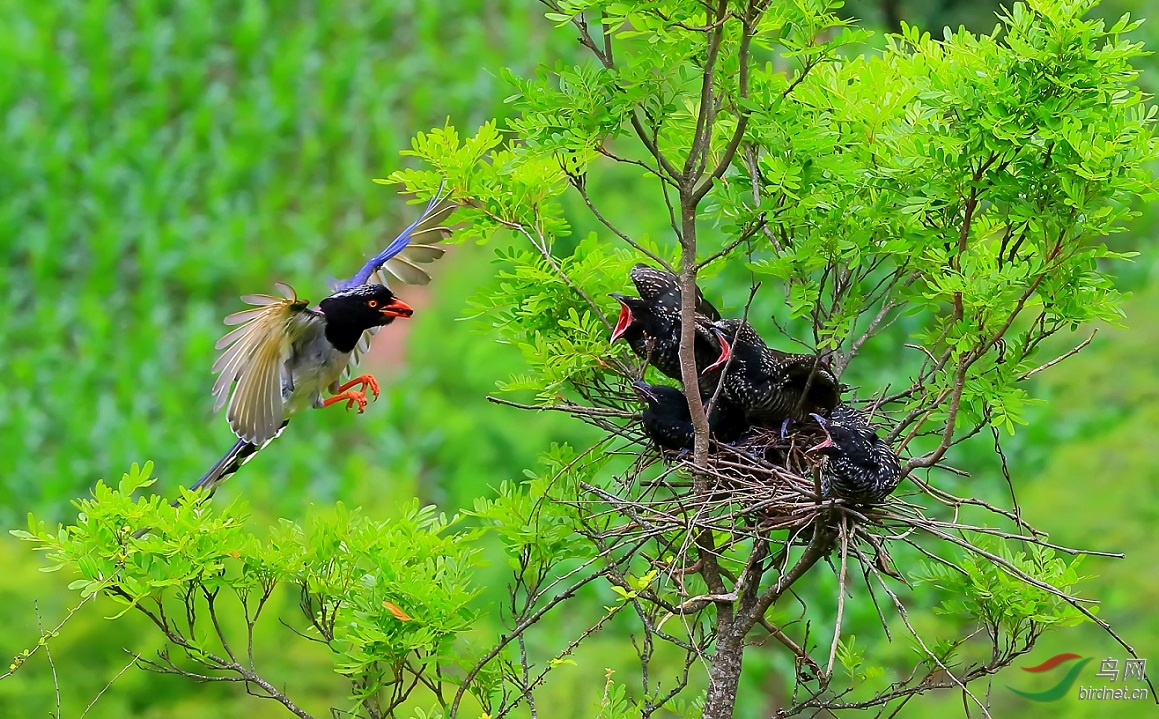 非常罕见的"雀占鸠巢"