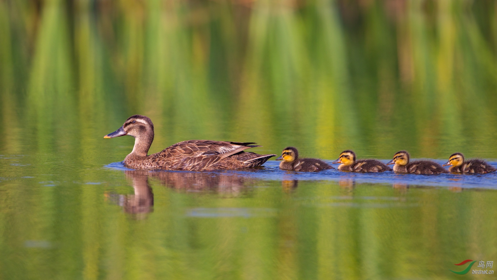 列队行进的斑嘴鸭