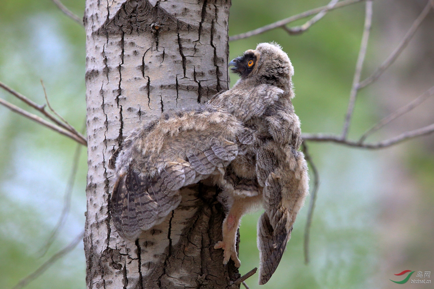 长耳鸮幼鸟