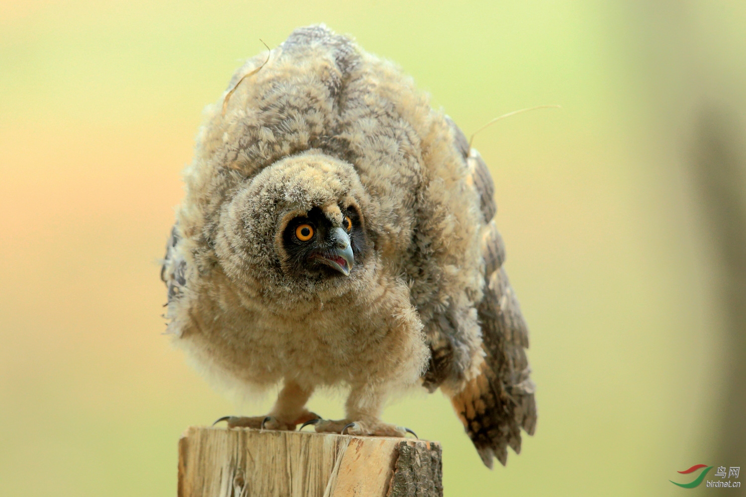 长耳鸮幼鸟