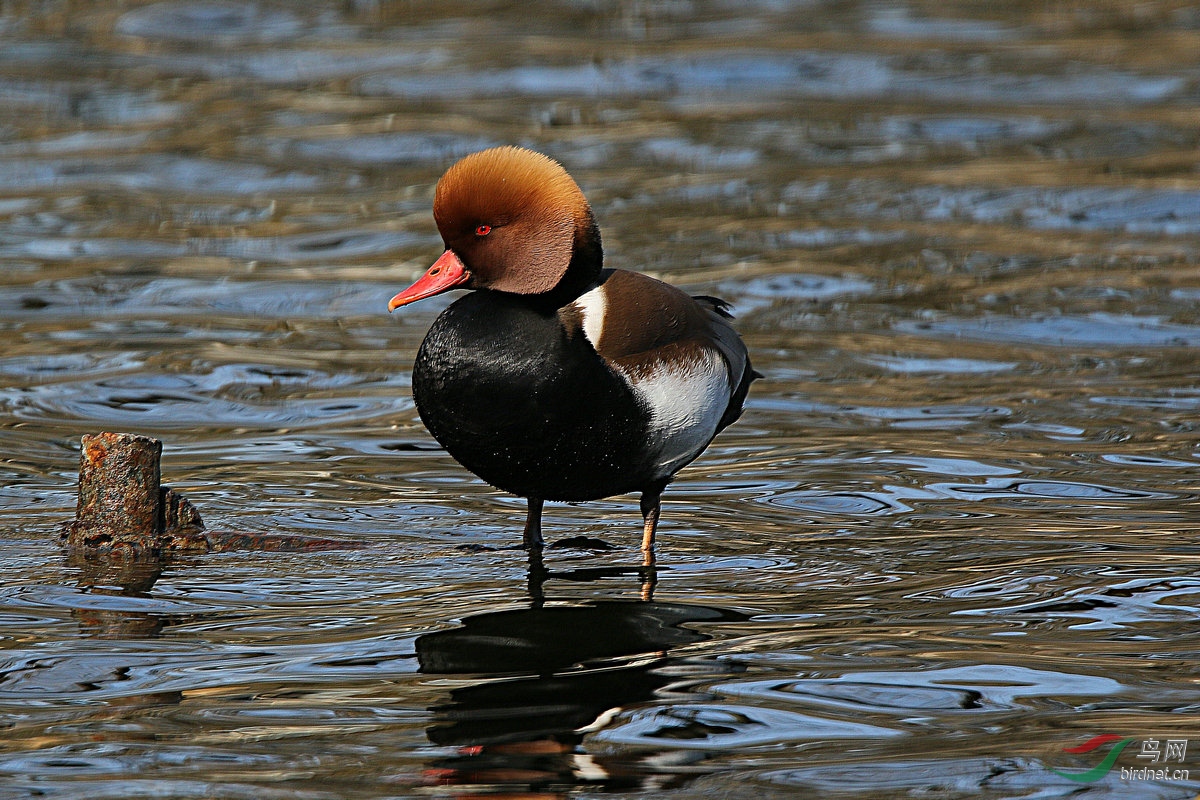 红嘴濳鸭
