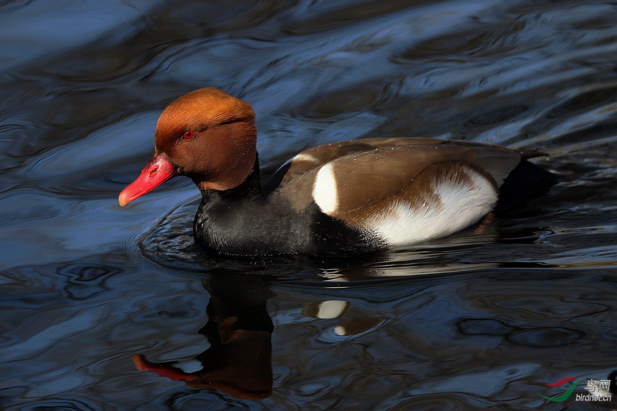 红嘴濳鸭