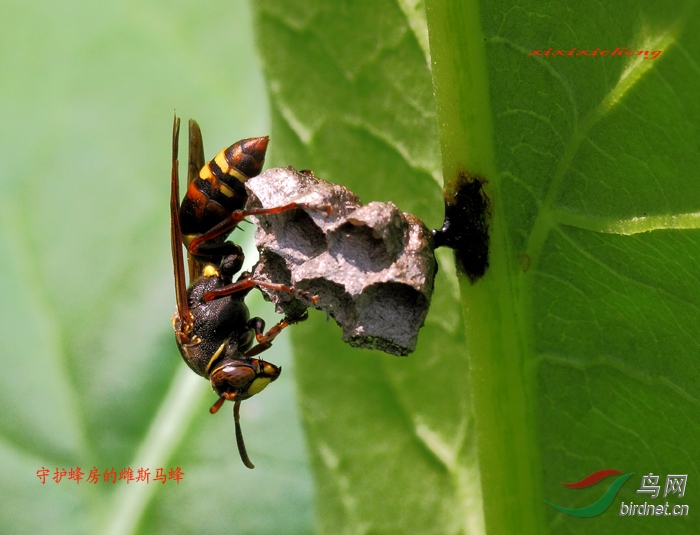 斯马蜂与它们
