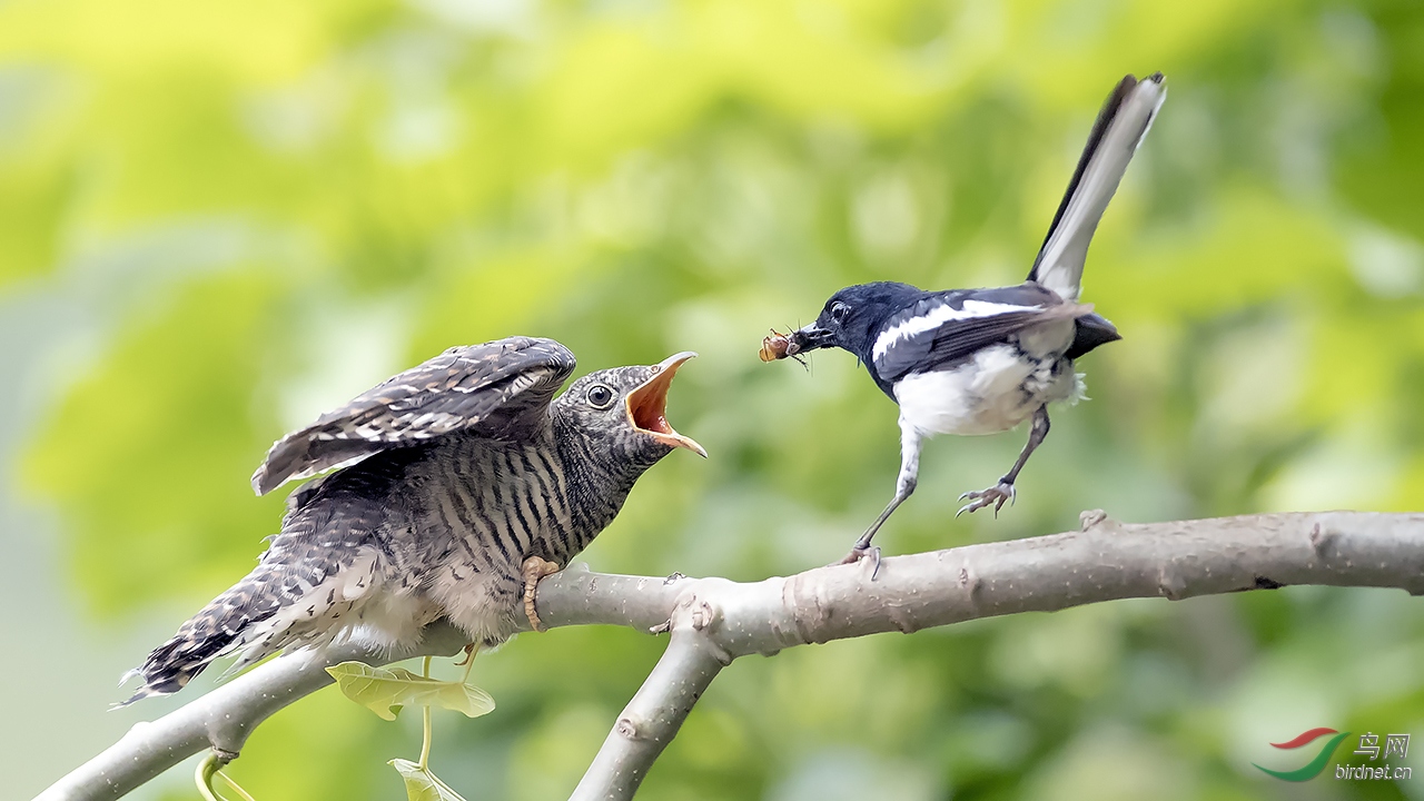鸲鹊哺育杜鹃