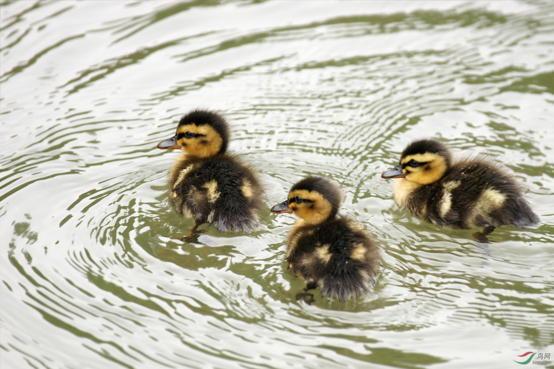 悠游的野鸭宝宝们