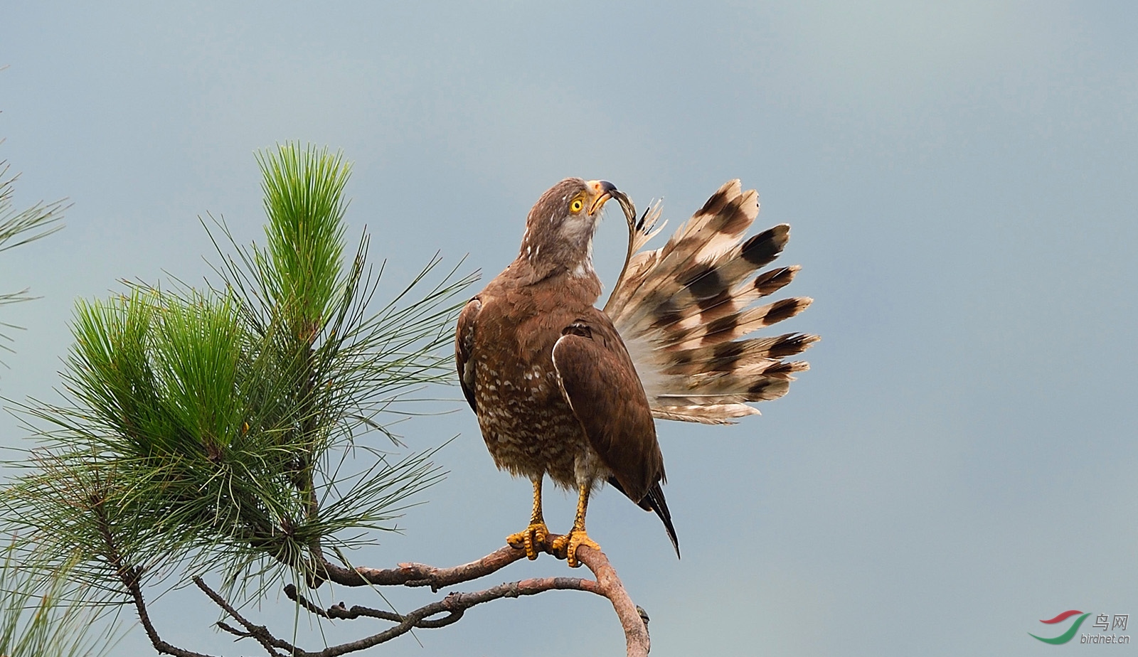 灰脸鵟鹰灰脸的另一面祝贺首页精华图片