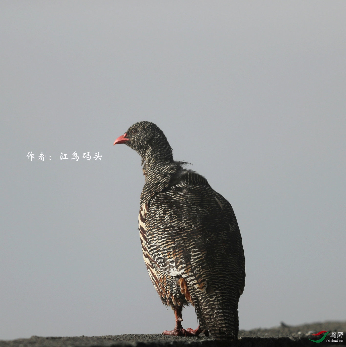 2017國內雞形目鳥種大全附圖根據中國鳥類圖志關注寶兒編輯整理