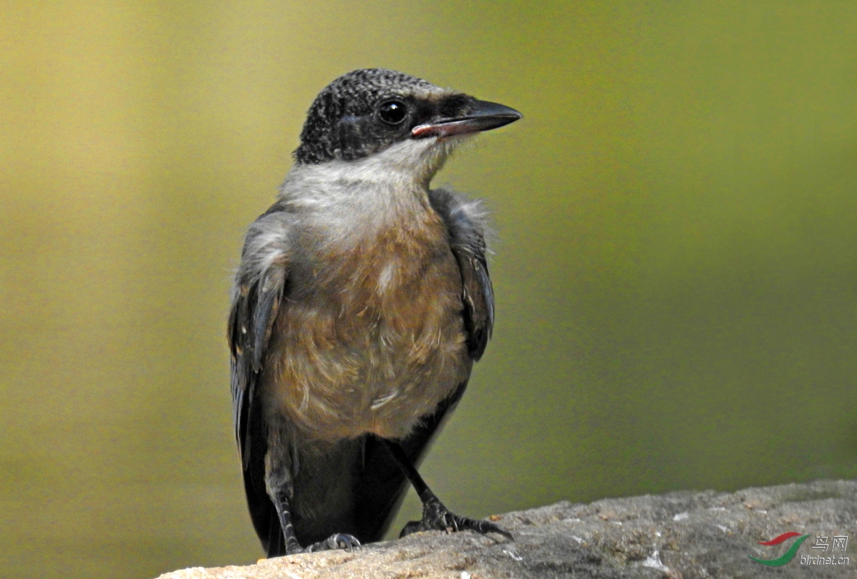 DSCN3442 ����2.jpg