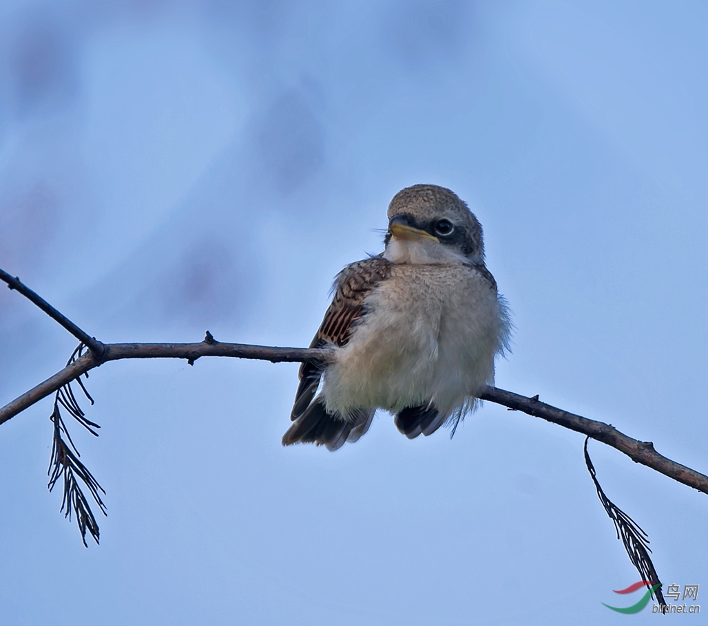 萌宝之红尾伯劳幼鸟