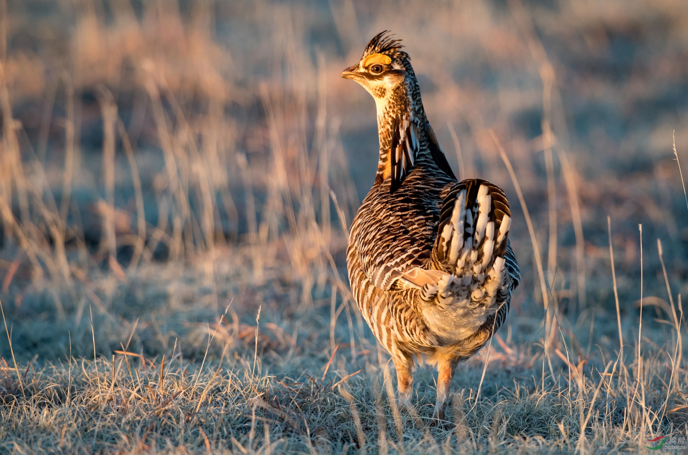 草原松鸡学名tympanuchuscupido